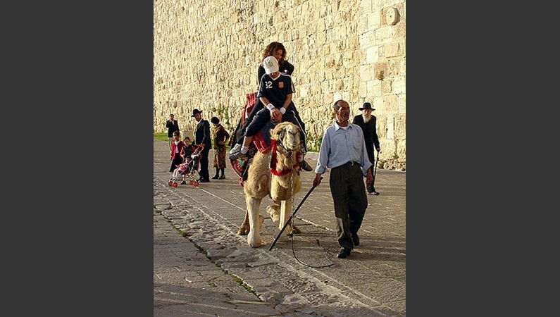 У крепостной стены можно прокатиться на верблюде