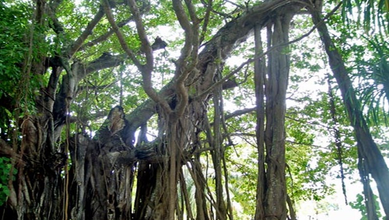 дерево, которому тысяча лет