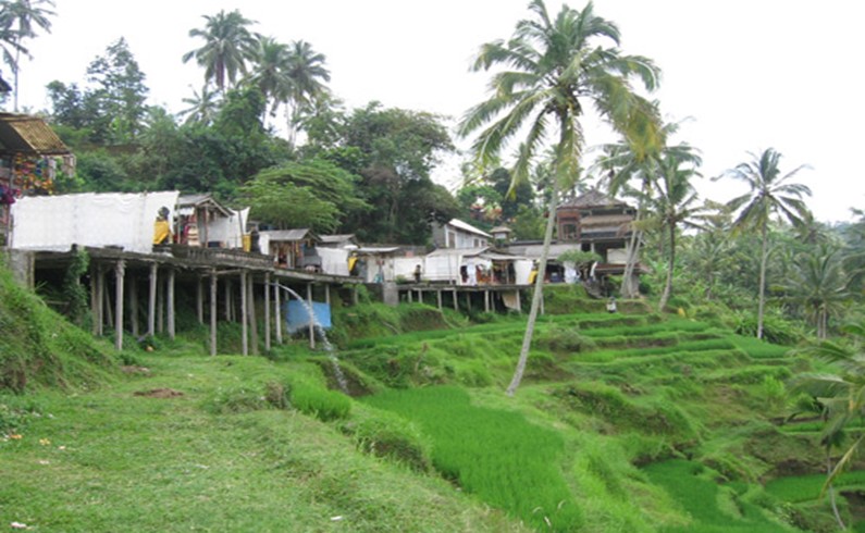 Бали. Рисовые терассы