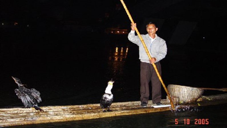Баклан с рыбой в глотке выскочил из воды.
Ночной лов рыбы в Гуйлине.