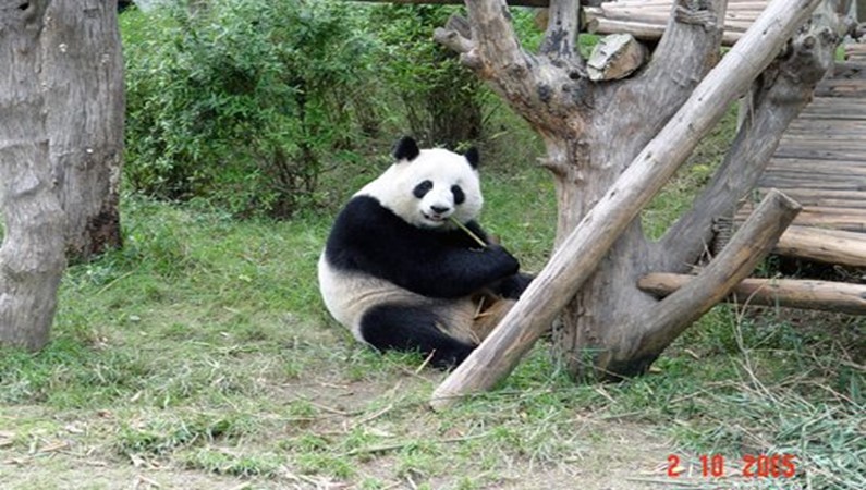 Большая Белая Панда, поедающая зелёный побег бамбука.