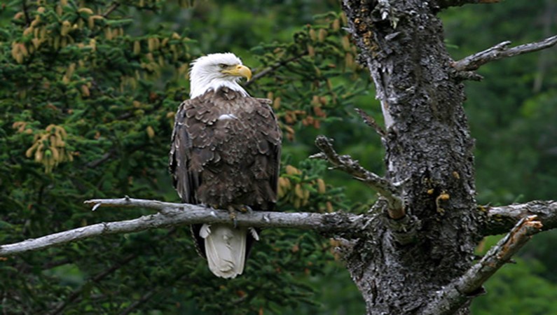 Молодой белоголовый орел (Bald eagle).
Залив Качемак, Аляска.
