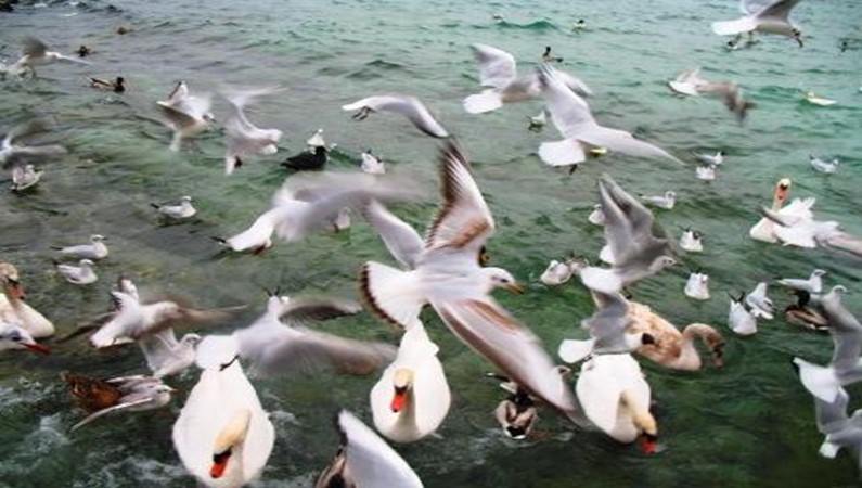 Оголтелые чайки на Женевском озере.