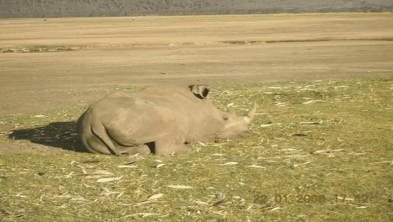 Разве носороги бывают злые?