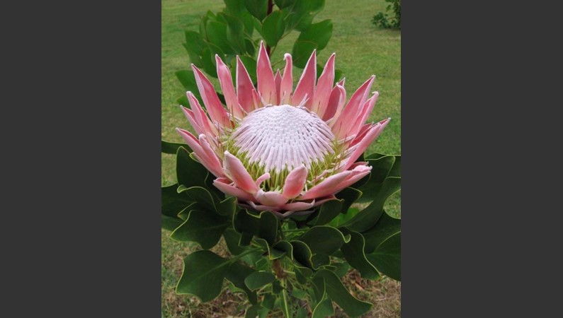 Протея, национальный цветочек ЮАР