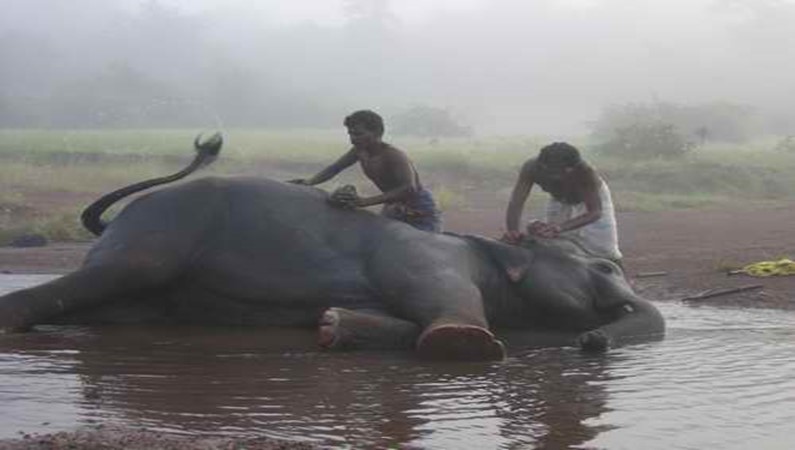 Шесть утра. Слона моют перед выходом к туристам. Слон откровенно балдеет.