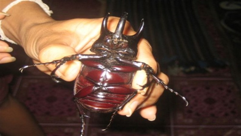 «Домашний» жук