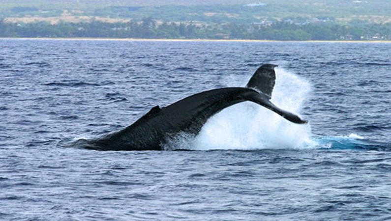 Китовый хвост. Круиз на катамаране в погоне за китами и дельфинами.
Запад о. Мауи, Гавайи.
