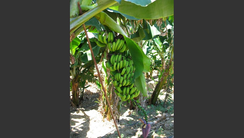 Так растут бананы
