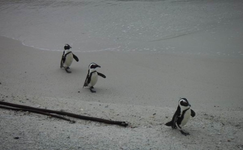 Очковые пингвины в Боулдере (ЮАР)