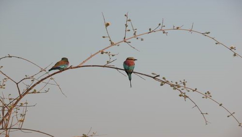 Африканмкие птицы в весеннем буше