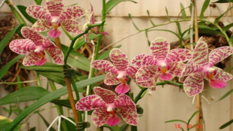 Мадейраю Орхидея
