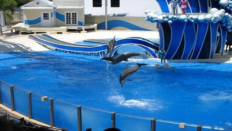 Супер дельфины в Sea World в Орландо.