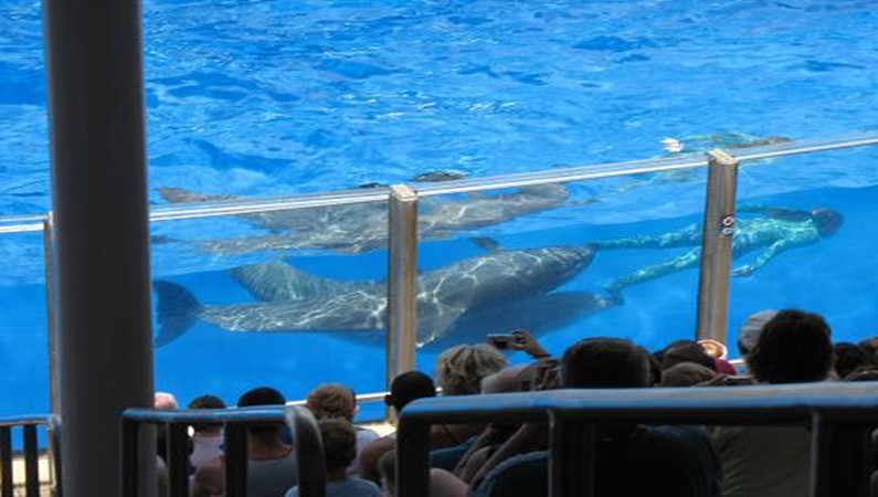 Чудо дельфины в Sea World в Орландо.