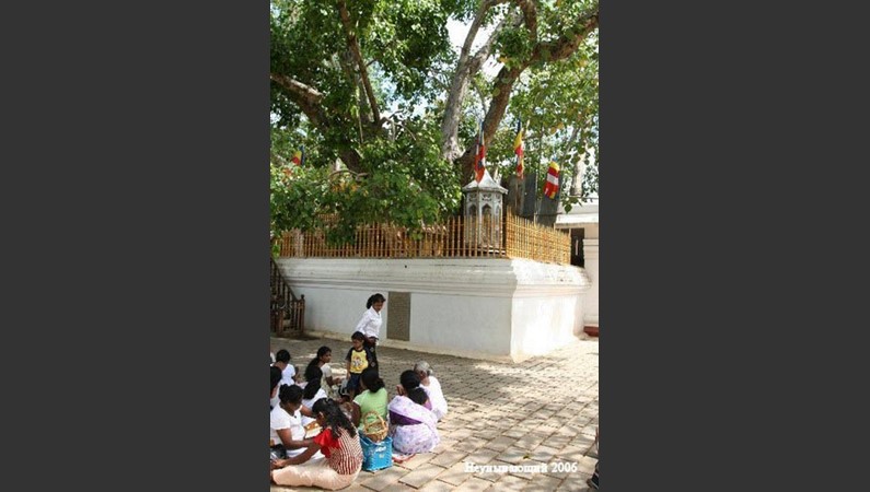 Анурадхапура. Под сенью дерева Бодхи