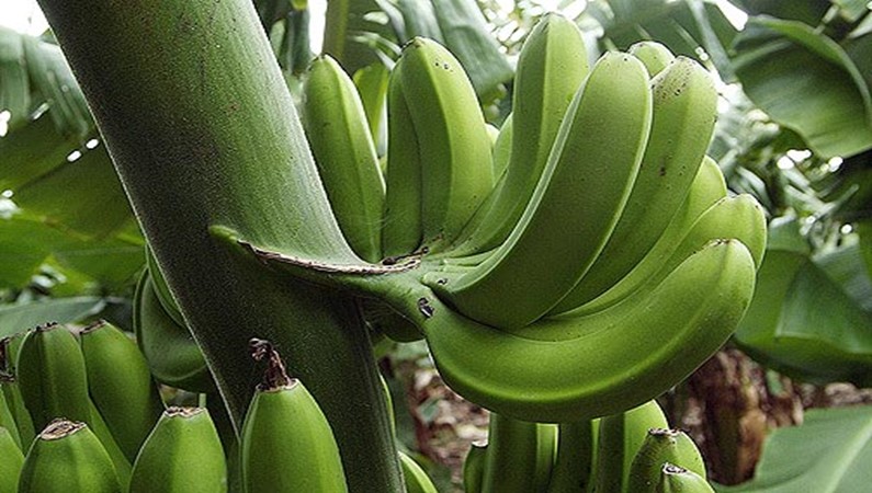 Банановая плантация. Вот так и растут бананы.