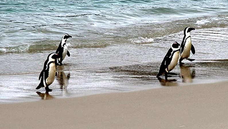 В ЮАР живут пингвины. Вода там, кстати, холодная, так что местные в океане не купаются. 
