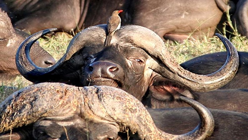 Птички живут на буйволах, кормятся и предупреждают их об опасности