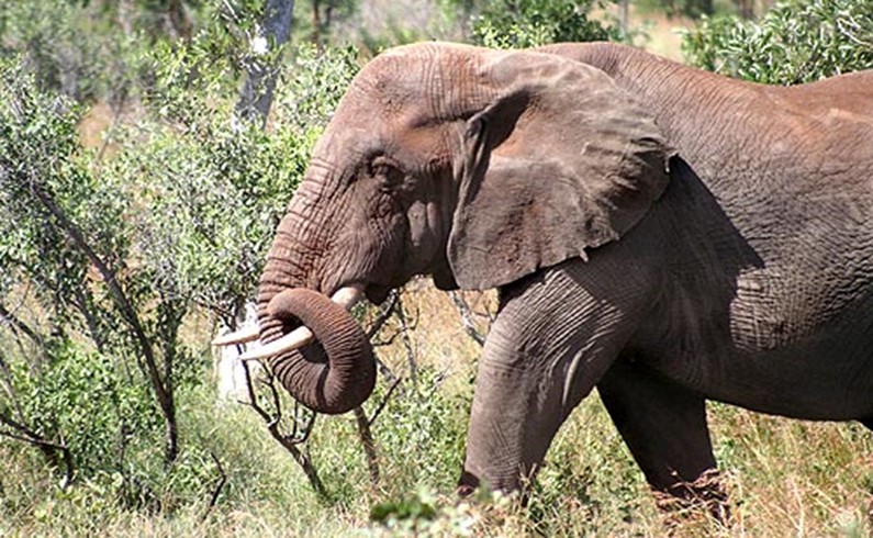Слонов в парке Крюгера так много, что их стали экспортировать в соседний Мозамбик