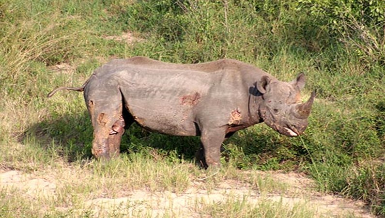 Очень драный и грустный носорог - судя по ранам на боках, кто-то его недавно сильно потрепал