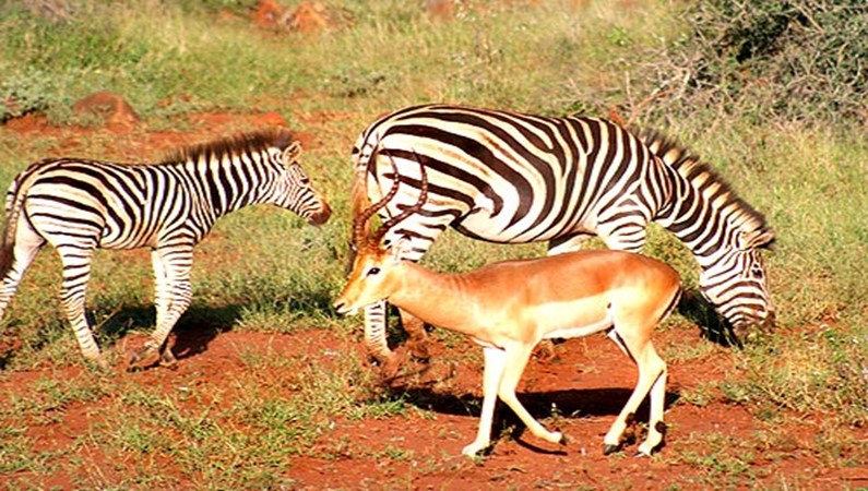 Зебры, рядом с ними - антилопа импала. Импал вообще там за животных не считают, так их там много. Что-то вроде Макдоналдса на копытах.