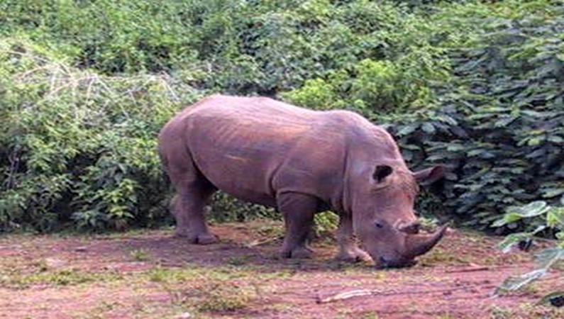 Рино, на суахили - носорог 