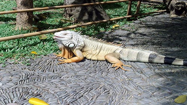 Игуана в Парке Рептилий - тирранозавр в миниатюре