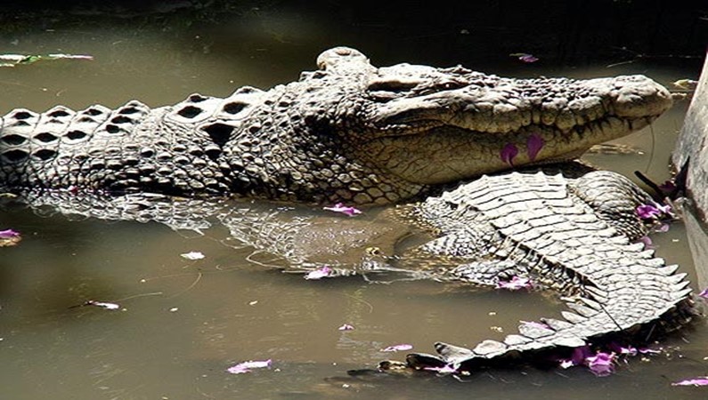 Влюбленный крокодил в Парке Рептилий