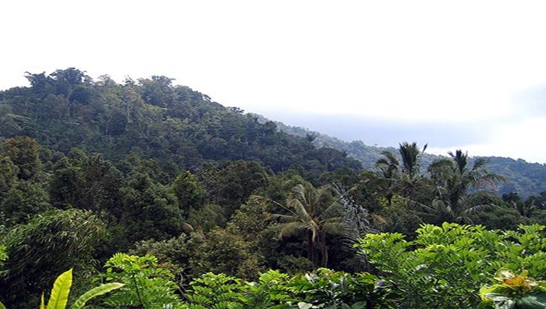 Водопад окружают джунгли