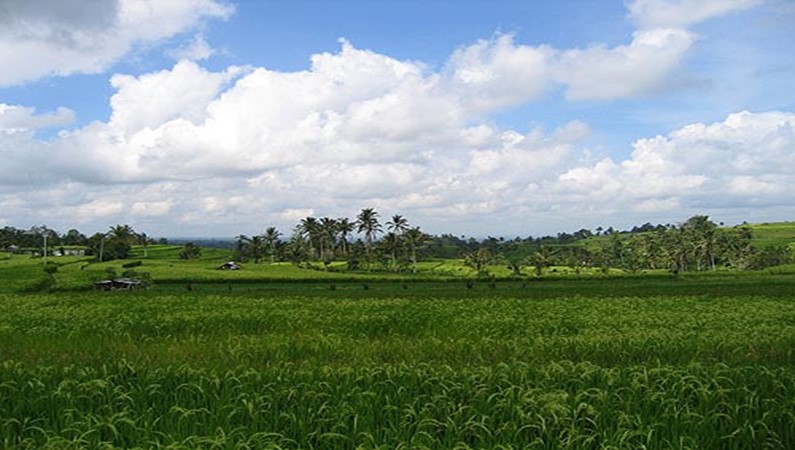 Рисовые террасы в районе Попуана