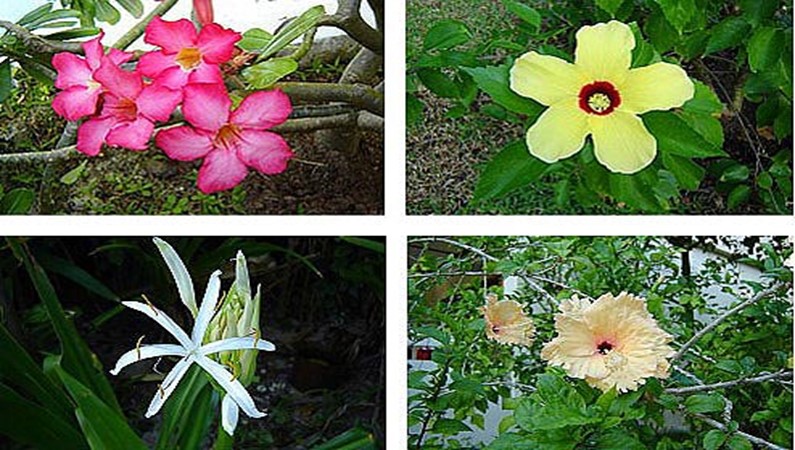 Мальдивские цветы