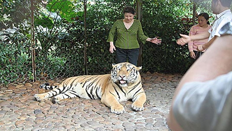 Посидеть на/возле тигра. Развлечение в зоопарке парка Семь Звёзд. Гуйлин.