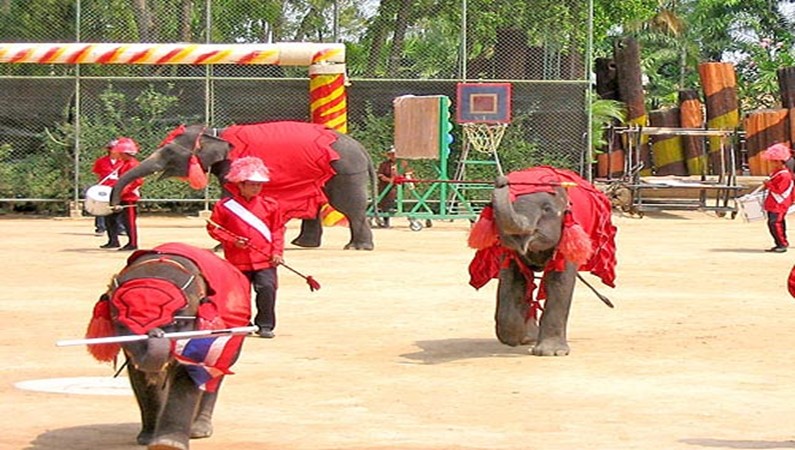 Щоу слонов в Нонг Нуч