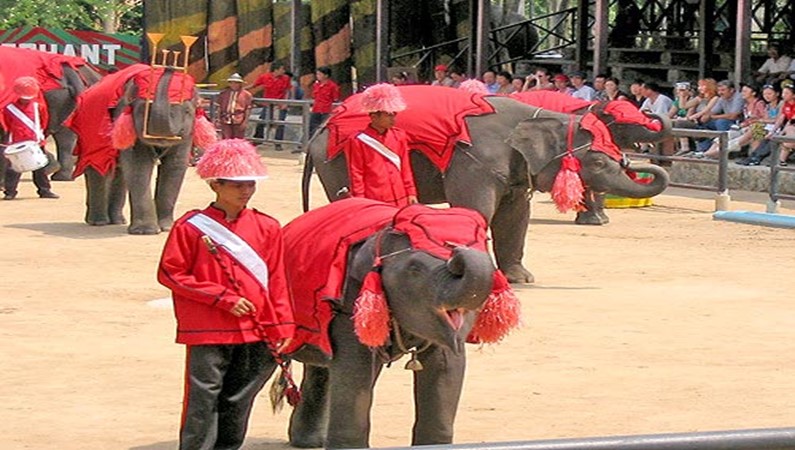 Шоу слонов в Нонг Нуч