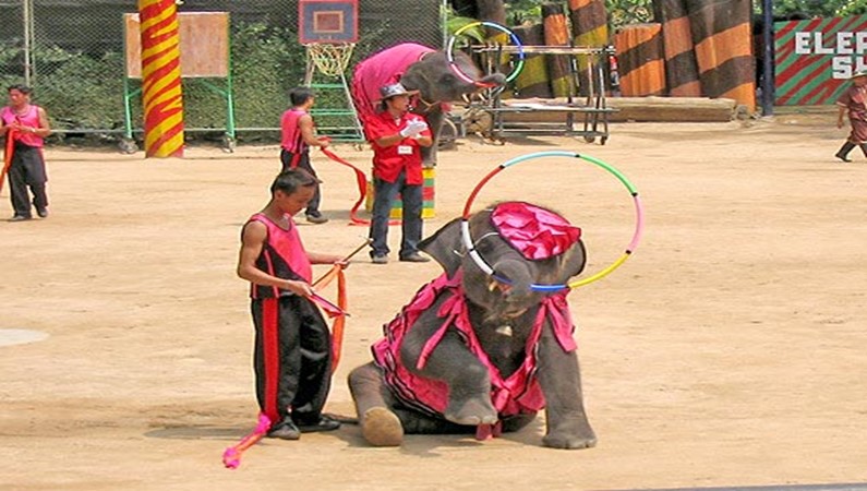 Шоу слонов в Нонг Нуч