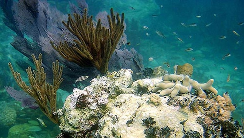 Абсолютно порзрачная, зеленая вода у кораллового рифа.
Атолл Turneffe, Карибский бассейн.
Белиз, Центральная Америка.

