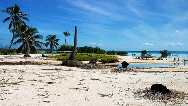 «Пальмовая эволюция».
Атолл Turneffe, Карибский бассейн.
Белиз, Центральная Америка.
