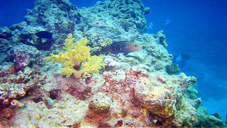 Живые кораллы