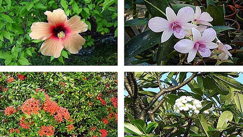 Растения мальдивских островов названия