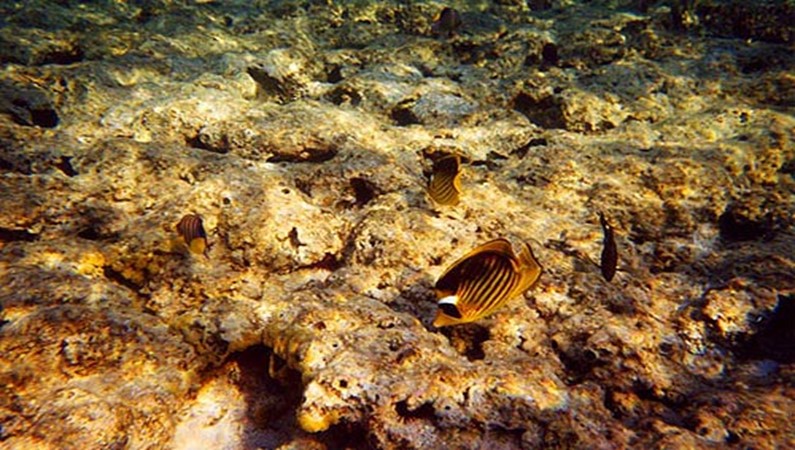 Кораллы в золотом свете
