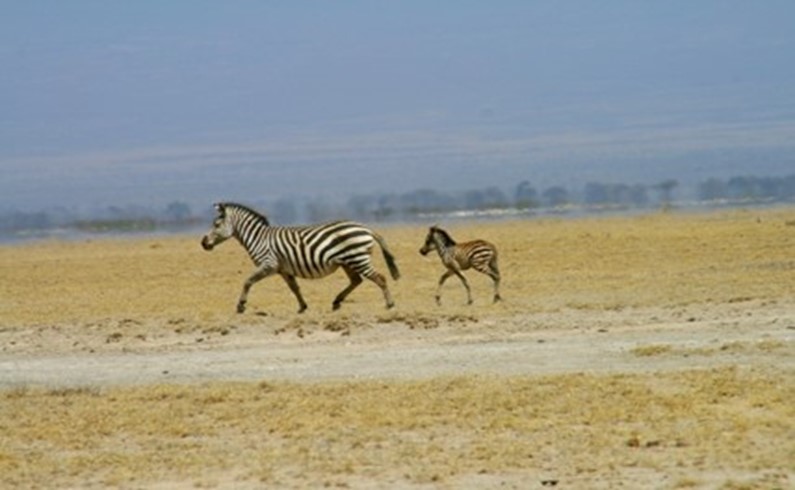 мама зебра с детенышем