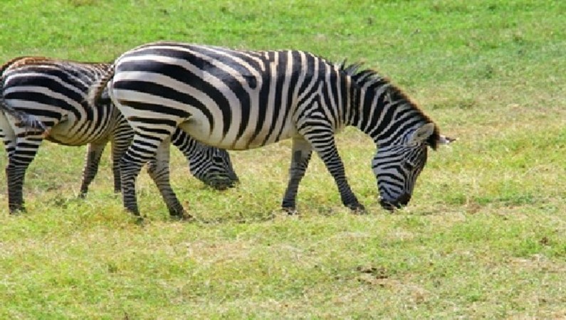 зебры пасутся