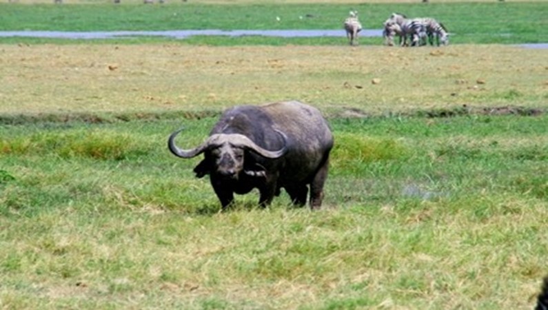 буйвол в болоте
