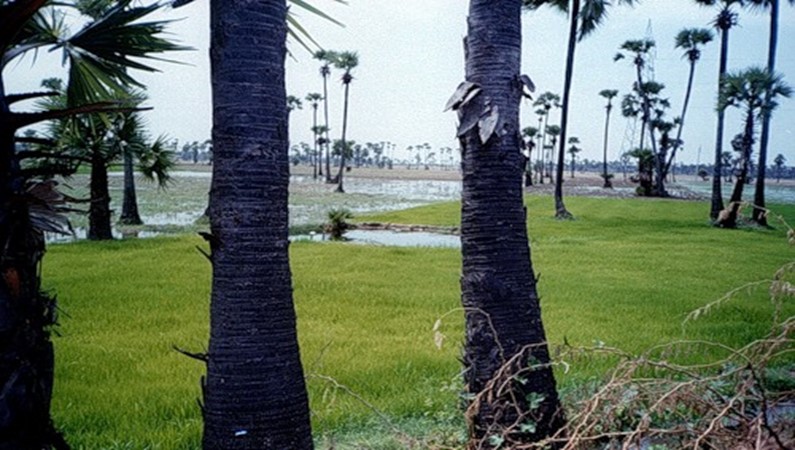 Пальмы на рисовом полде