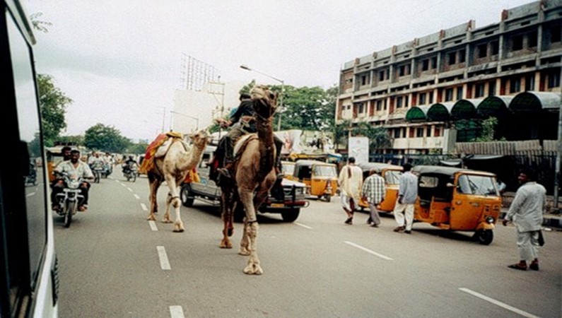 Верблюд по городу гуляет