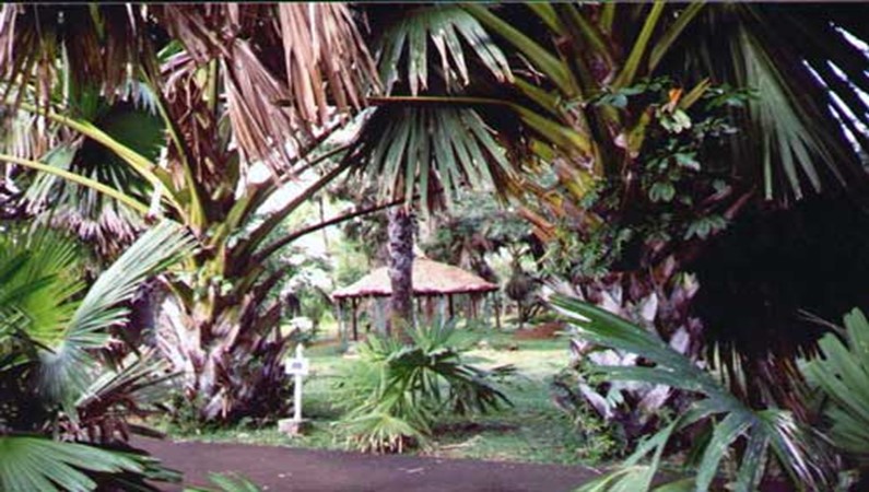 Уголок Ботанического сада