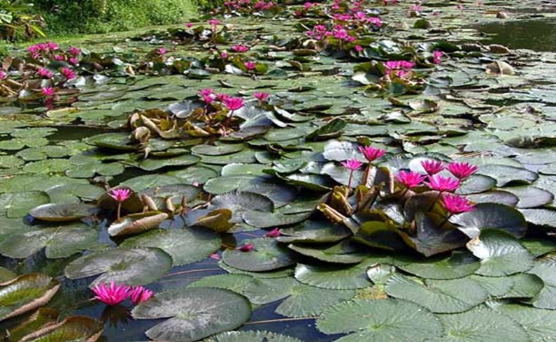 Эти красивые лилии - часть озера на территории отеля PELANGI BEACH RESORT. 