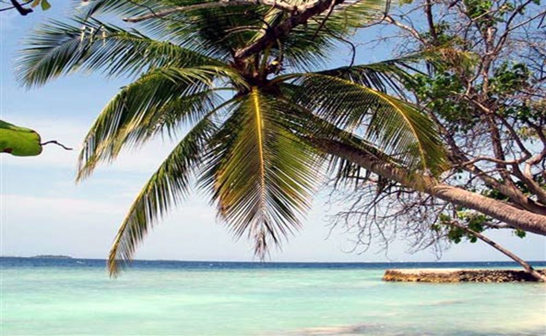 Пальмы на Мальдивах очень фотогеничны
