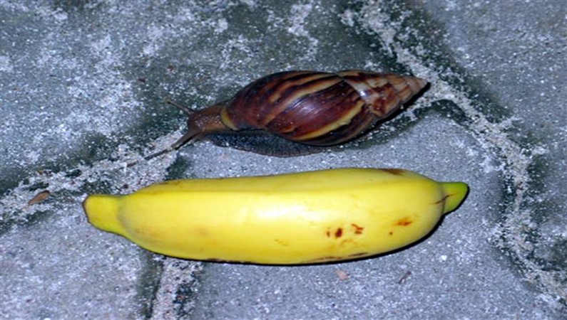 Вот такие большие улитки живут в водах Мальдив.. или такие маленькие бананы?

