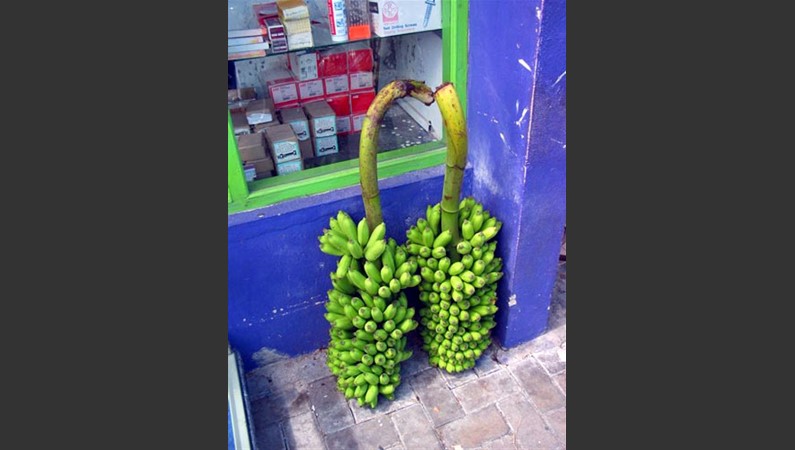 А вот так выглядит «веточка» бананов